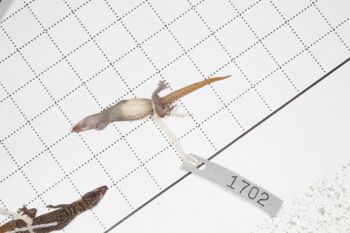 Media type: image;   Herpetology R-189899